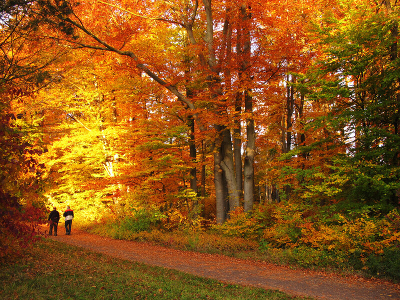 Two People Walking in Forest — Orange