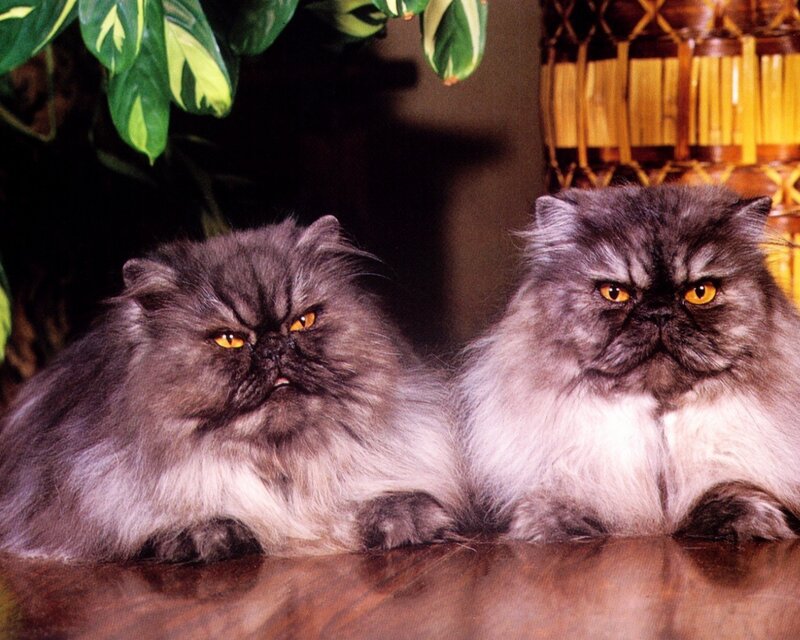 Two Persian Cats — Gray