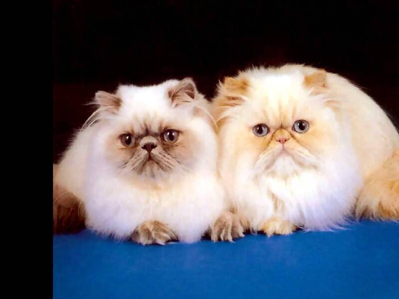 Two Persian Cats
