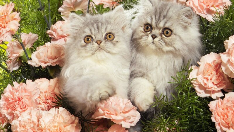 Two Persian Kittens — Pink, Calm