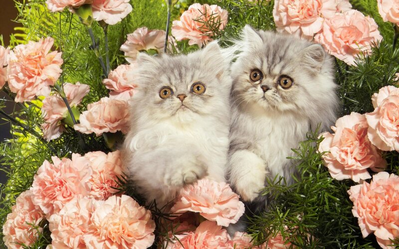 Two Persian Kittens — Pink