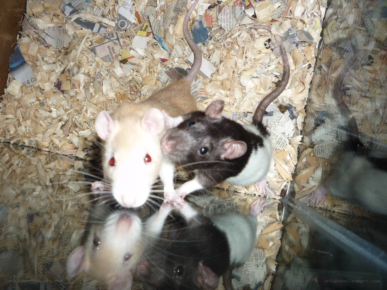 Two pet rats in a cage