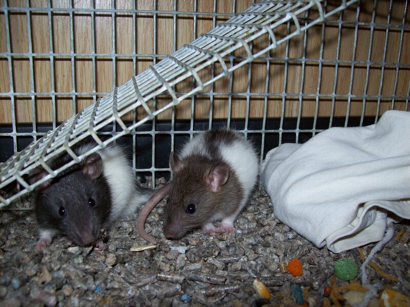 Two Pet Rats in Cage
