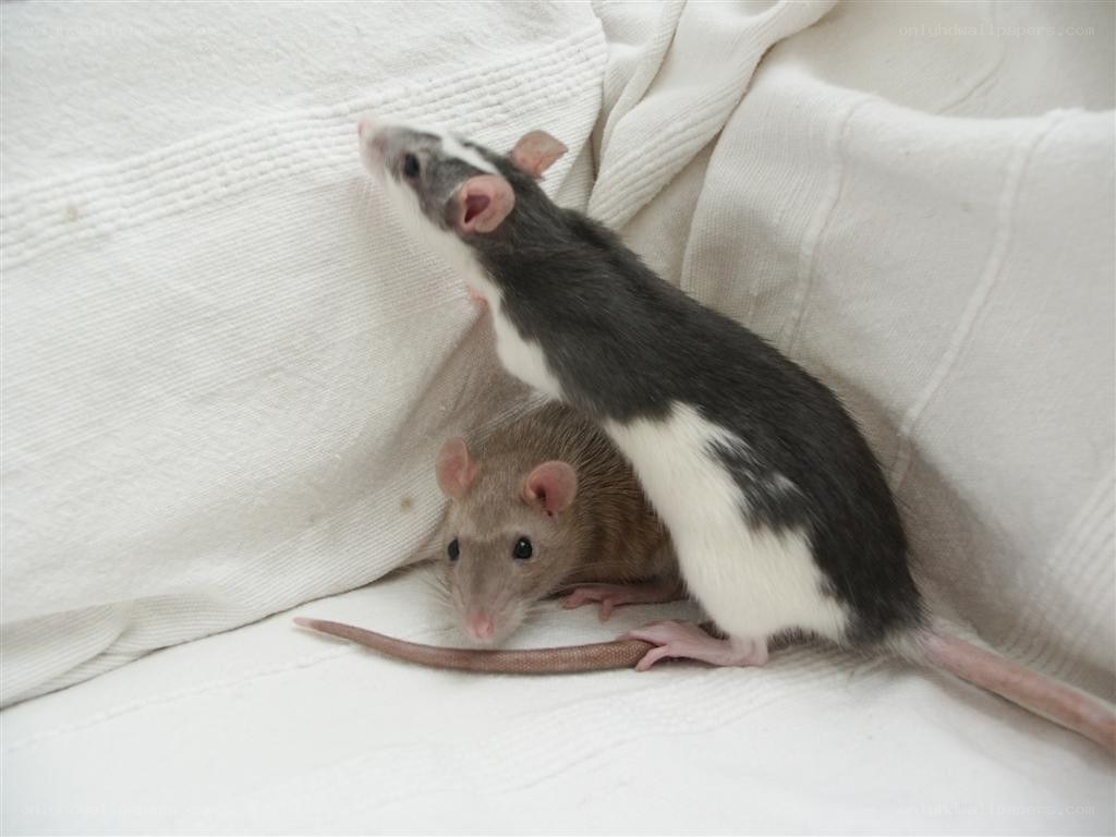 two pet rats on a blanket