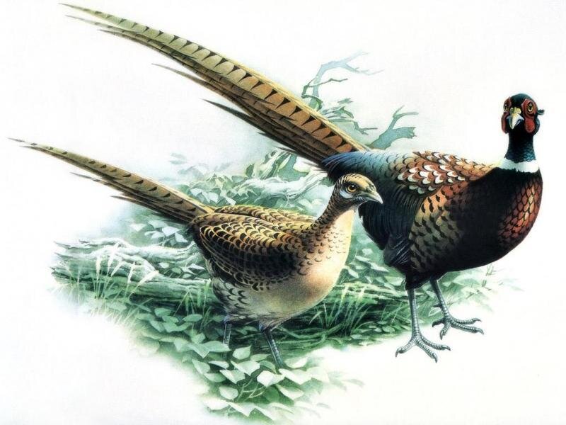 Two pheasants in a field