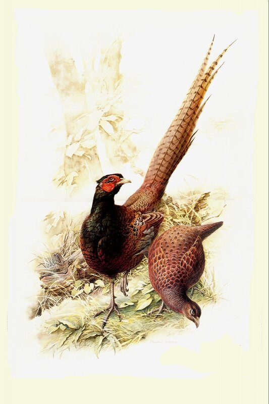 Two Pheasants in Grass — Brown, Natural