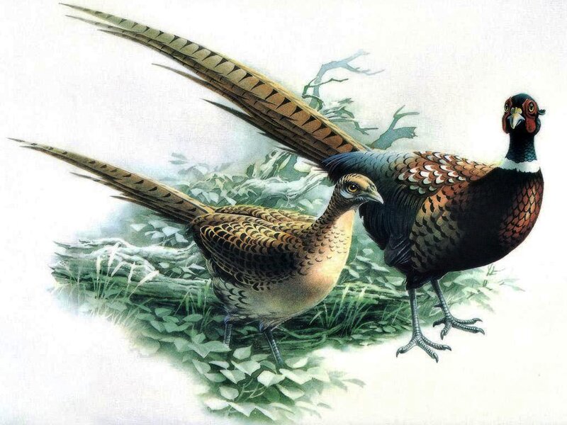 Two Pheasants in Grass