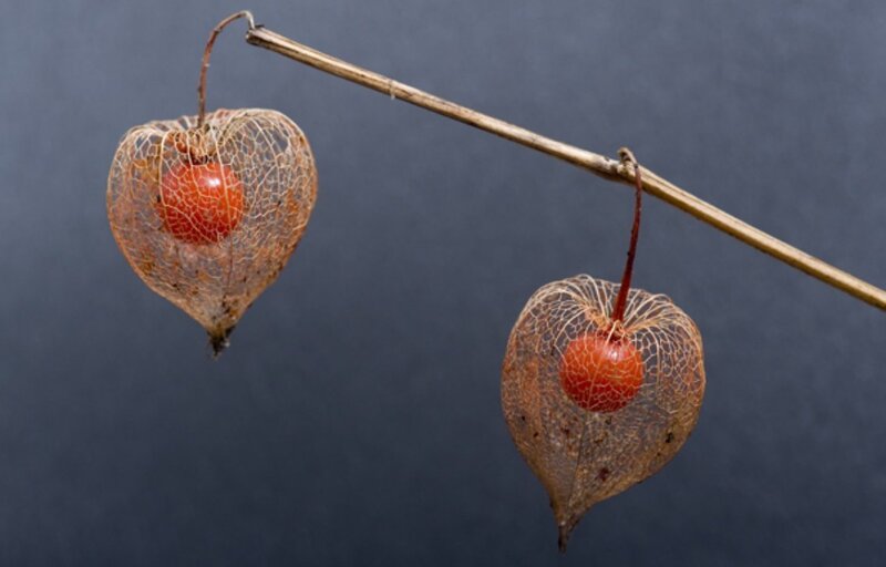 Two physalis fruits on a branch