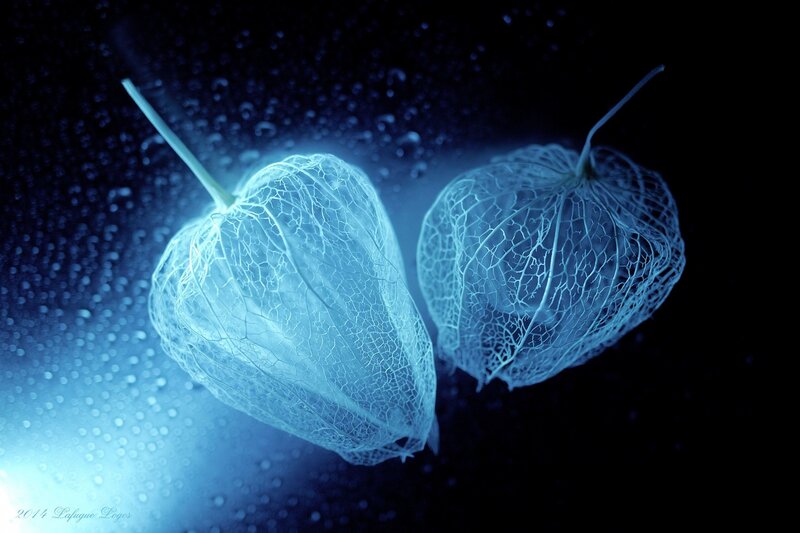 Two Physalis Pods
