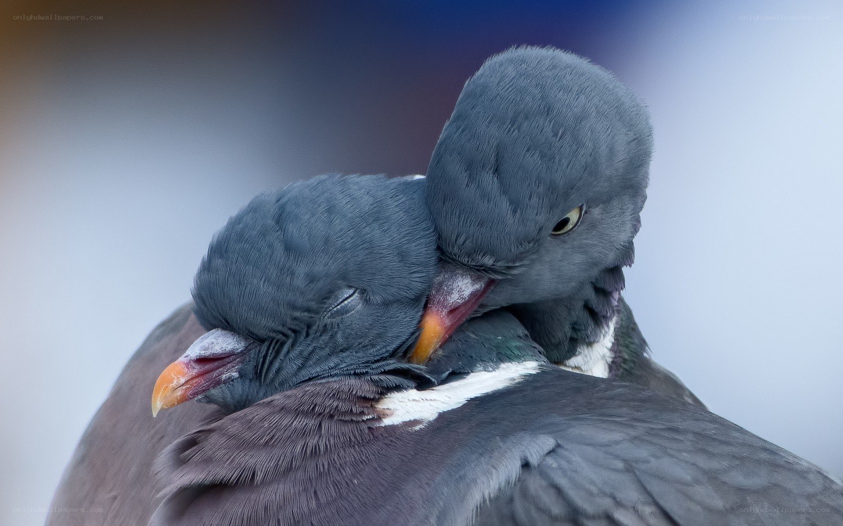 Two pigeons cuddling