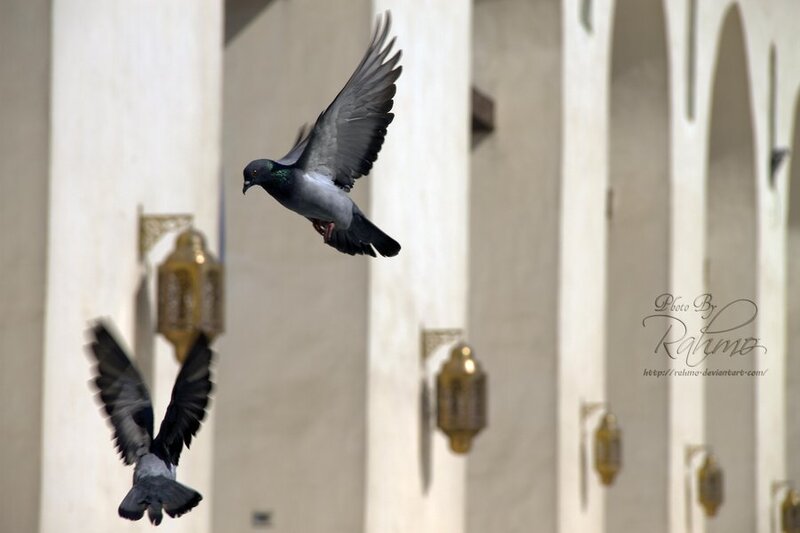 Two Pigeons Flying