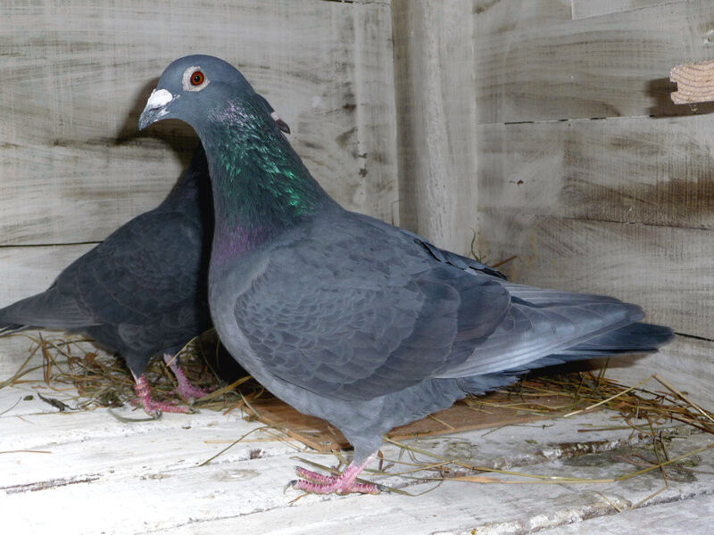 Two Pigeons in Coop
