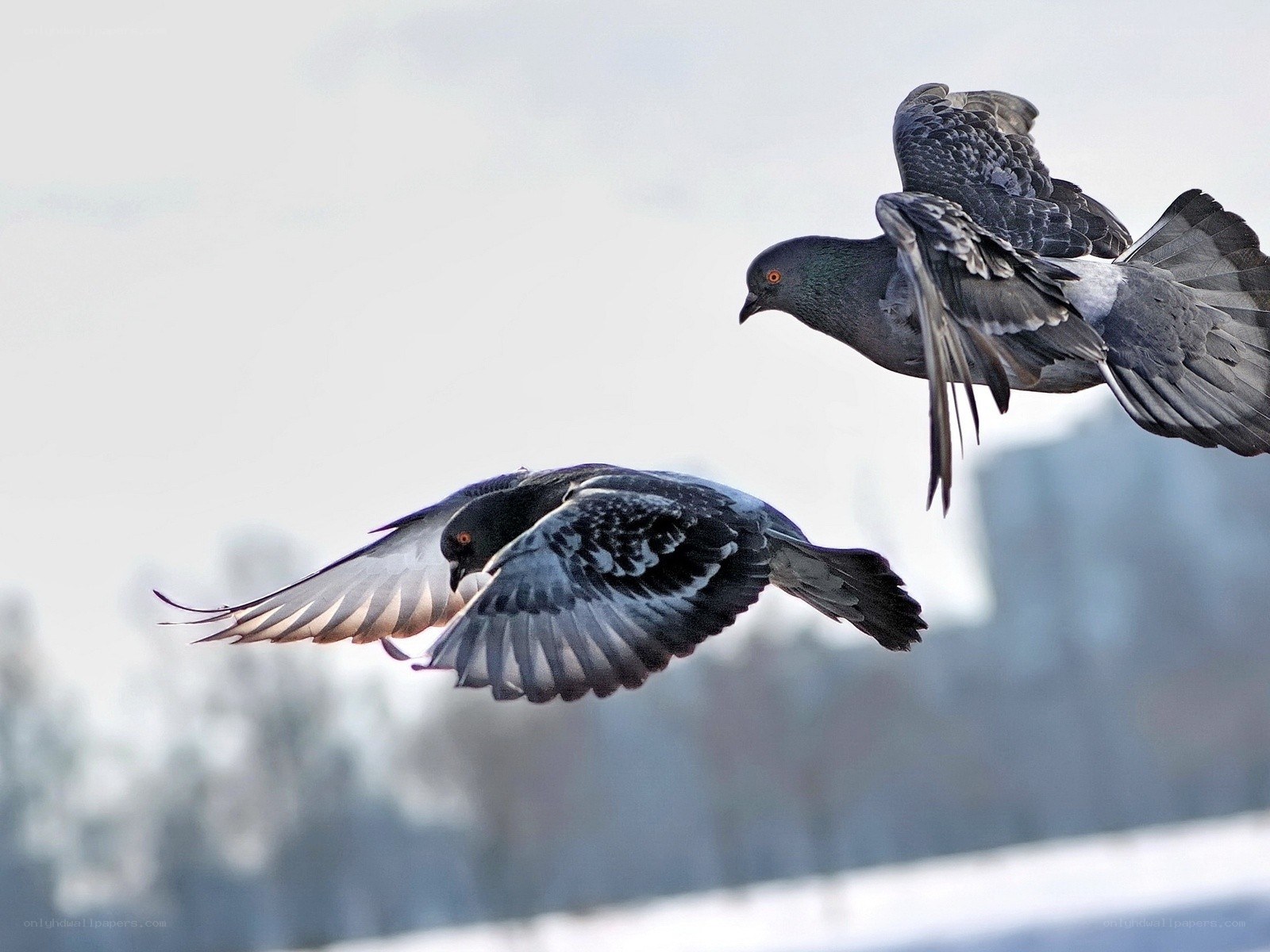 Two pigeons in flight
