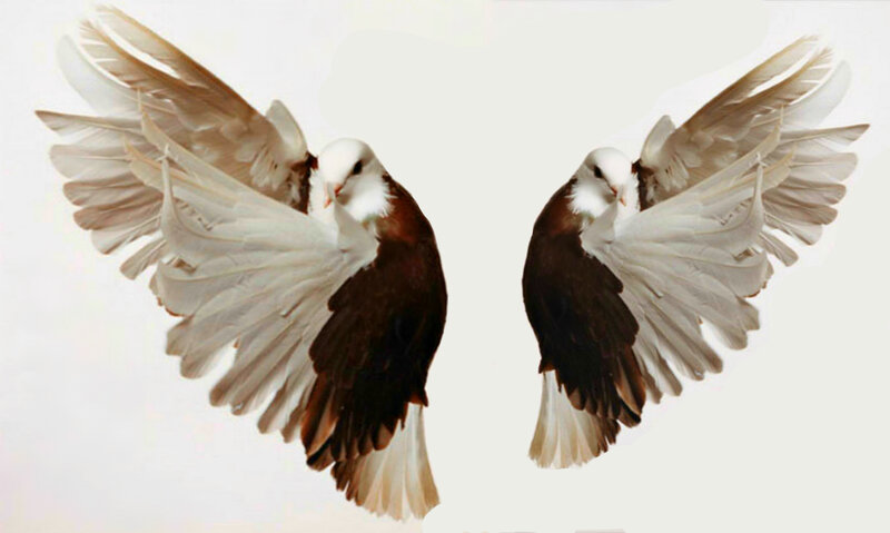 Two Pigeons in Flight — Brown