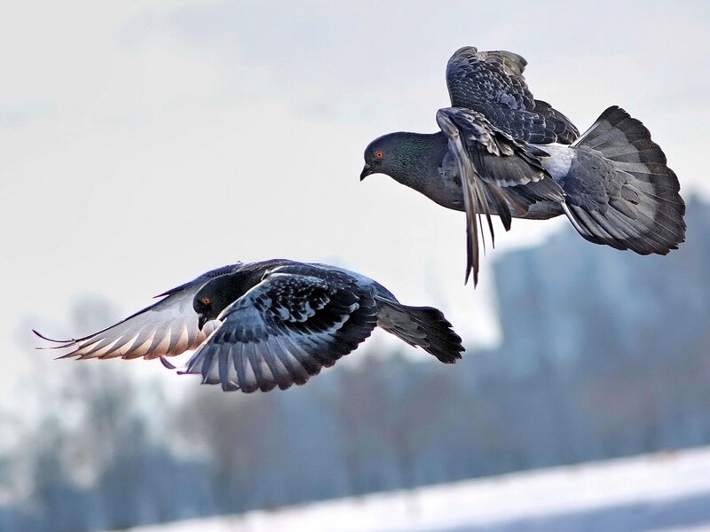 Two Pigeons in Flight — Gray, Dynamic
