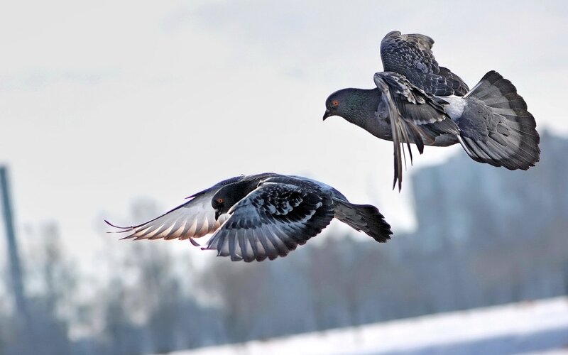 Two Pigeons in Flight — Gray, Dynamic, Winter, Photograph, Sky, Trees, Snow