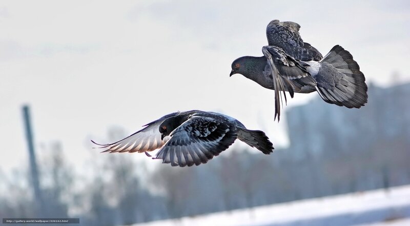 Two Pigeons in Flight — Gray, Dynamic, Winter, Photograph