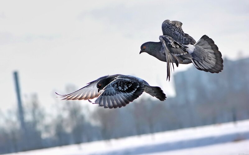 Two Pigeons in Flight — Gray, Dynamic, Winter