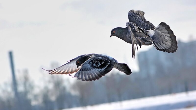 Two Pigeons in Flight — Gray
