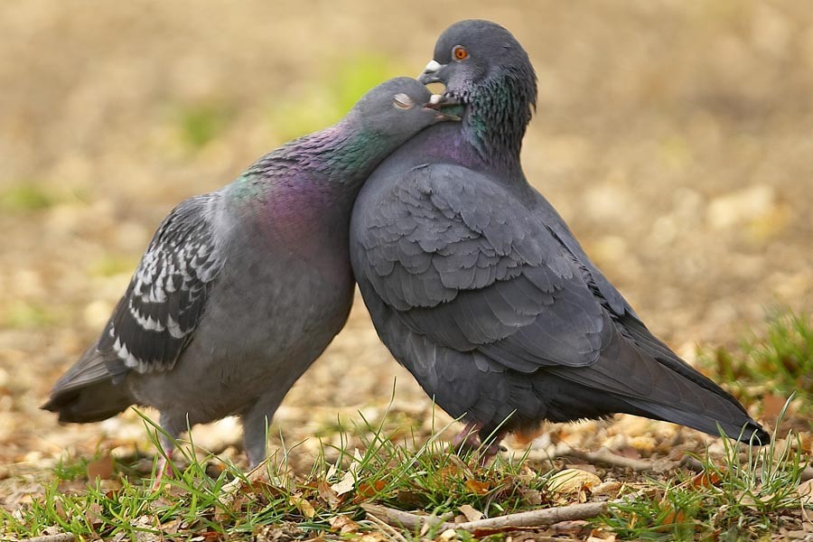Two pigeons interacting
