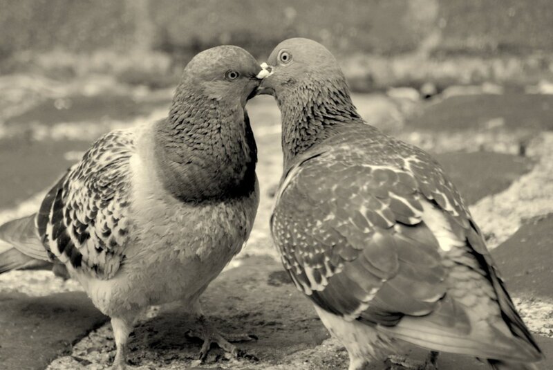 Two Pigeons Kissing — Black