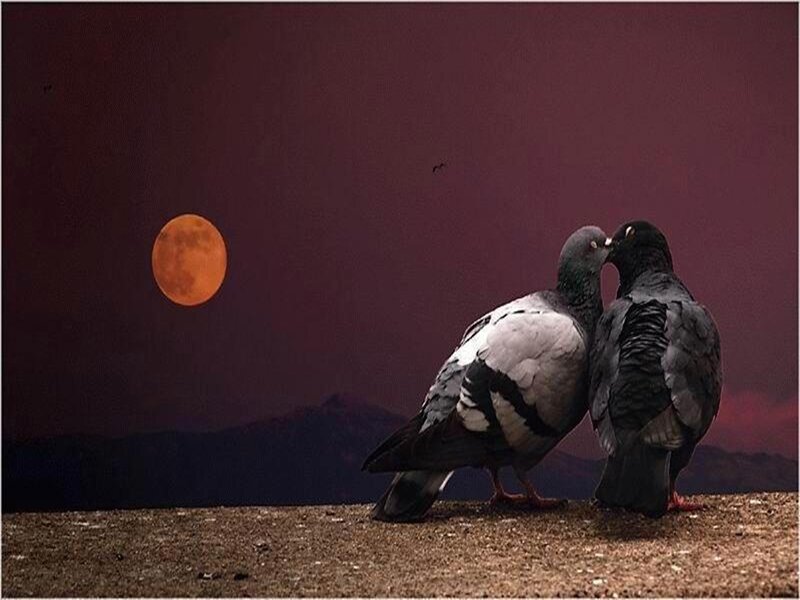 Two Pigeons Kissing — Purple