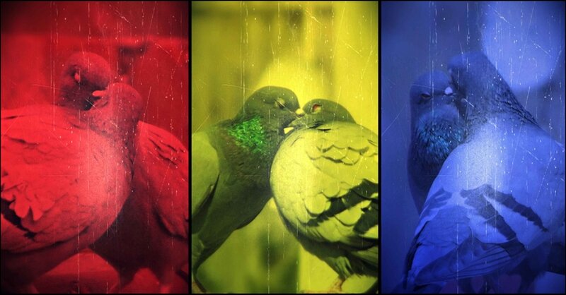Two Pigeons Kissing — Red