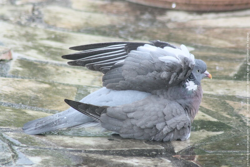 Two Pigeons Mating