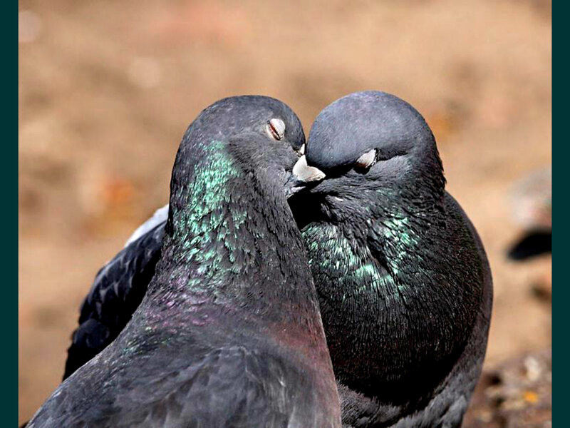 Two Pigeons Nuzzling — Black