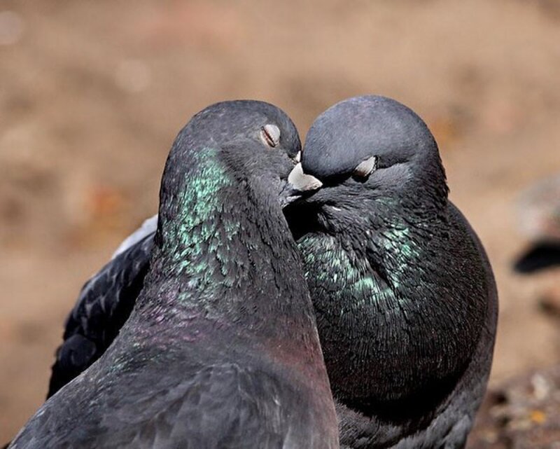 Two Pigeons Nuzzling — Gray, Calm, Afternoon