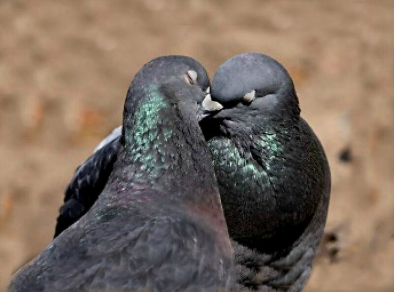 Two Pigeons Nuzzling — Gray, Calm, Photograph