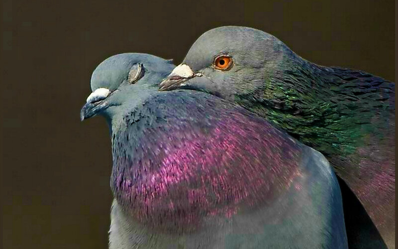 Two Pigeons Nuzzling — Gray, Calm