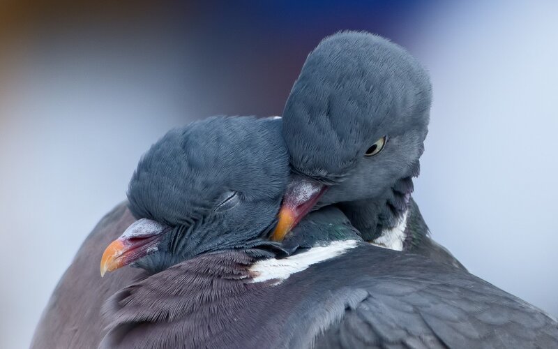 Two Pigeons Nuzzling — Gray