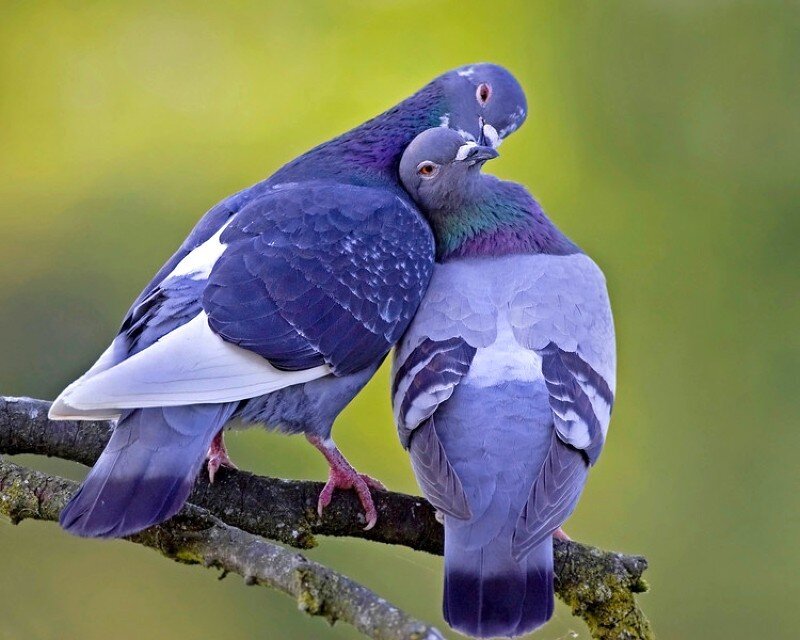 Two pigeons on a branch