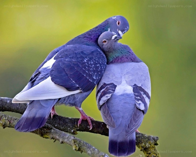 Two pigeons on a branch
