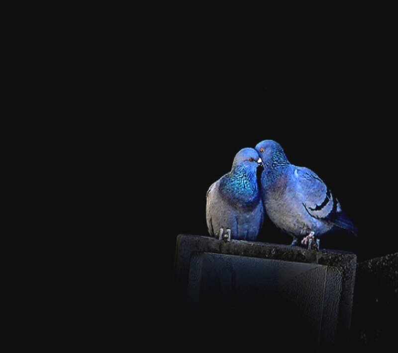 Two Pigeons on a Ledge — Black, Intimate