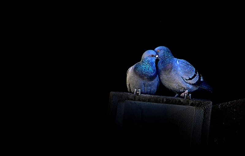 Two Pigeons on a Ledge — Black