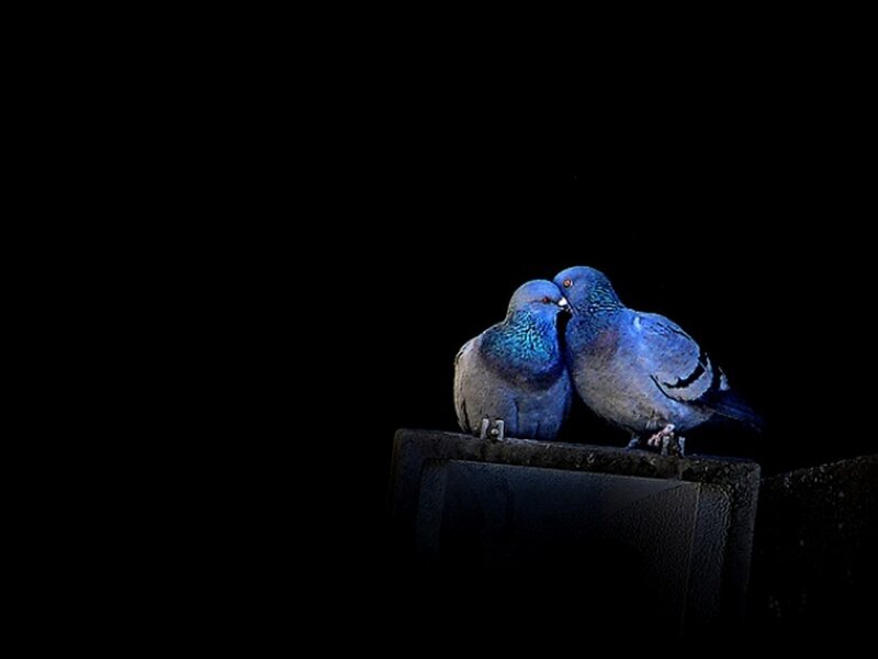 Two Pigeons on a Ledge