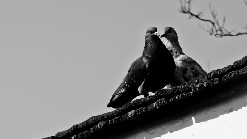 two pigeons on a roof