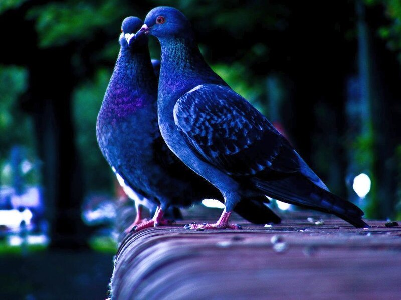 Two Pigeons on a Surface