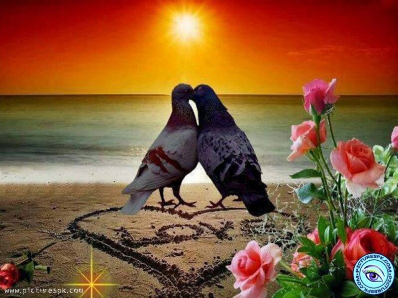 Two Pigeons on Beach