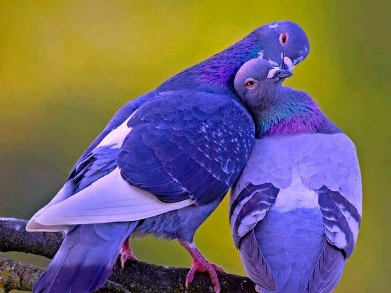 Two Pigeons on Branch — Blue, Calm