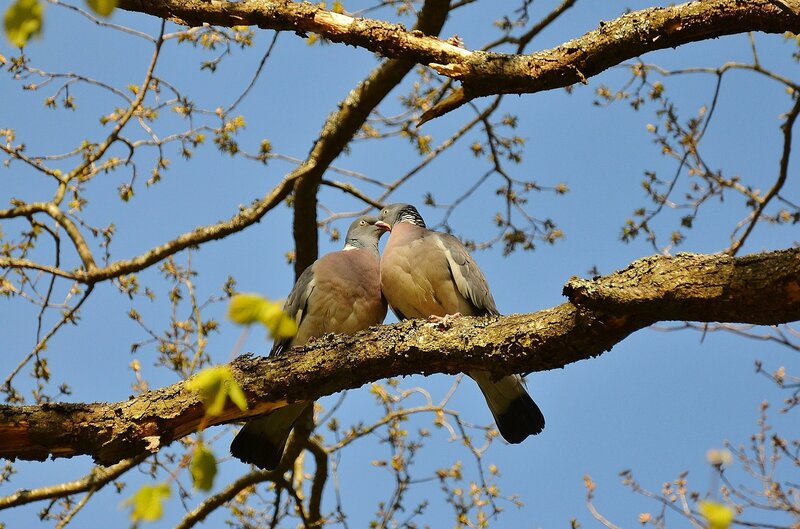 Two Pigeons on Branch — Blue