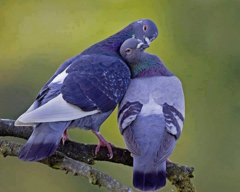 Two Pigeons on Branch — Gray