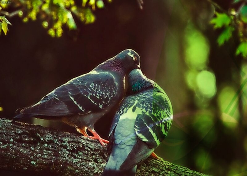 Two Pigeons on Branch — Green