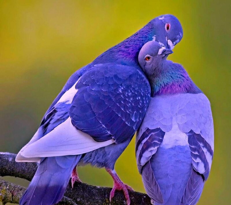 Two Pigeons on Branch — Purple, Calm, Photograph