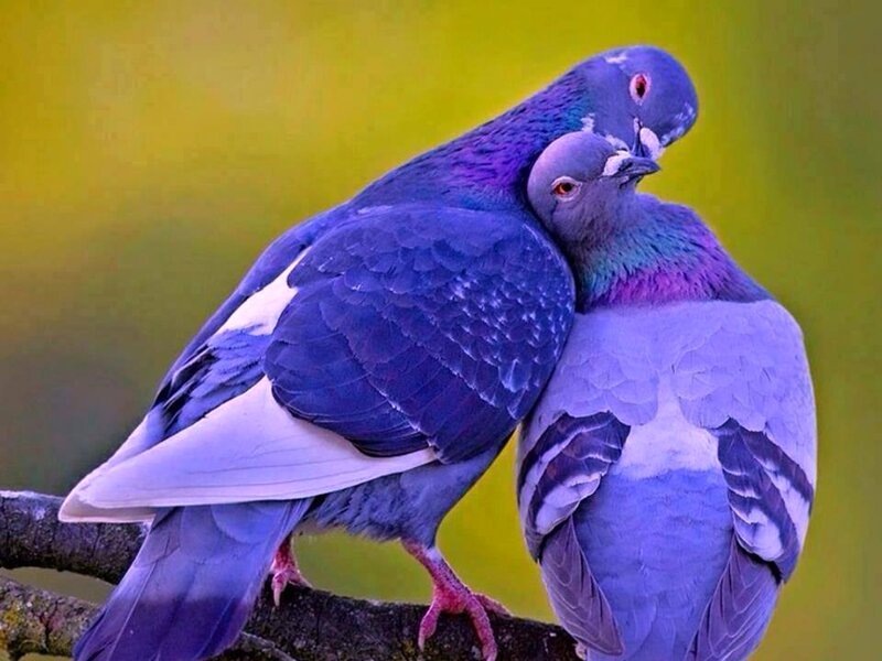 Two Pigeons on Branch — Purple, Calm