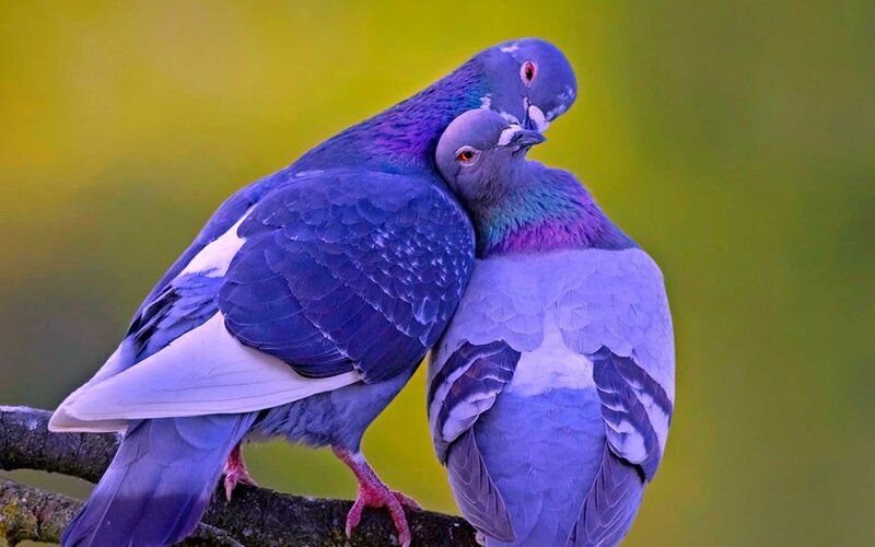 Two Pigeons on Branch — Purple