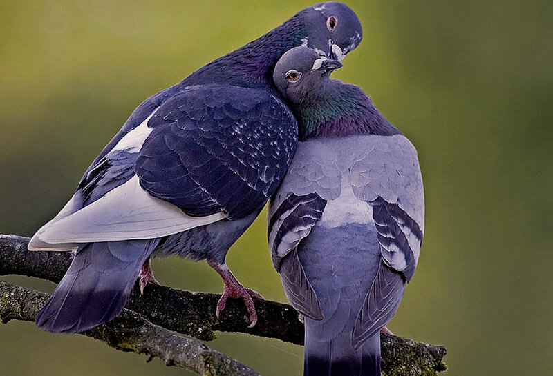 Two Pigeons on Branch