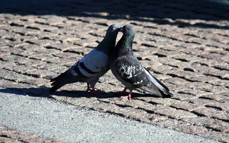 Two Pigeons on Cobblestones — Gray